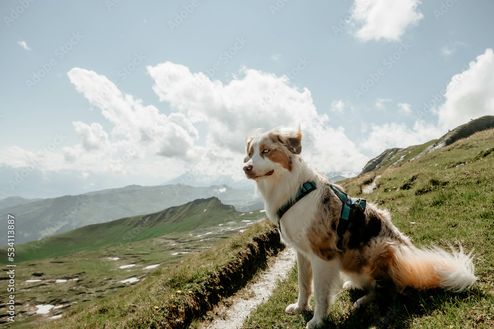 Glücklicher Australian Shepherd beim Wandern
