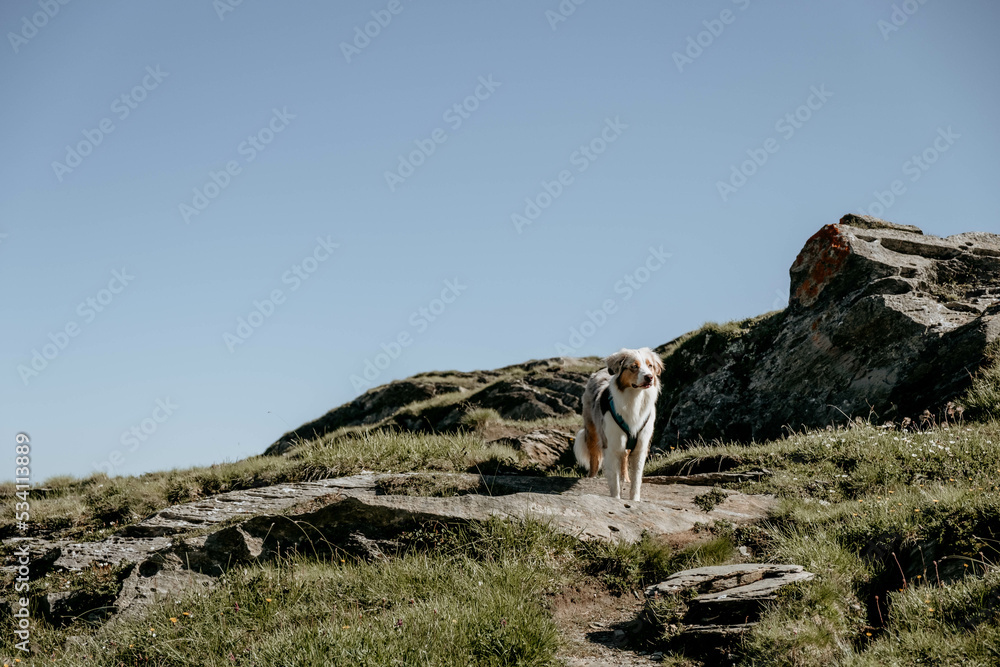 Glücklicher Australian Shepherd beim Wandern