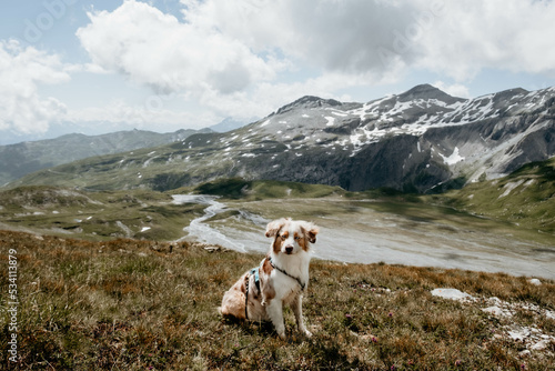 Obraz na płótnie Glücklicher Australian Shepherd beim Wandern w salonie