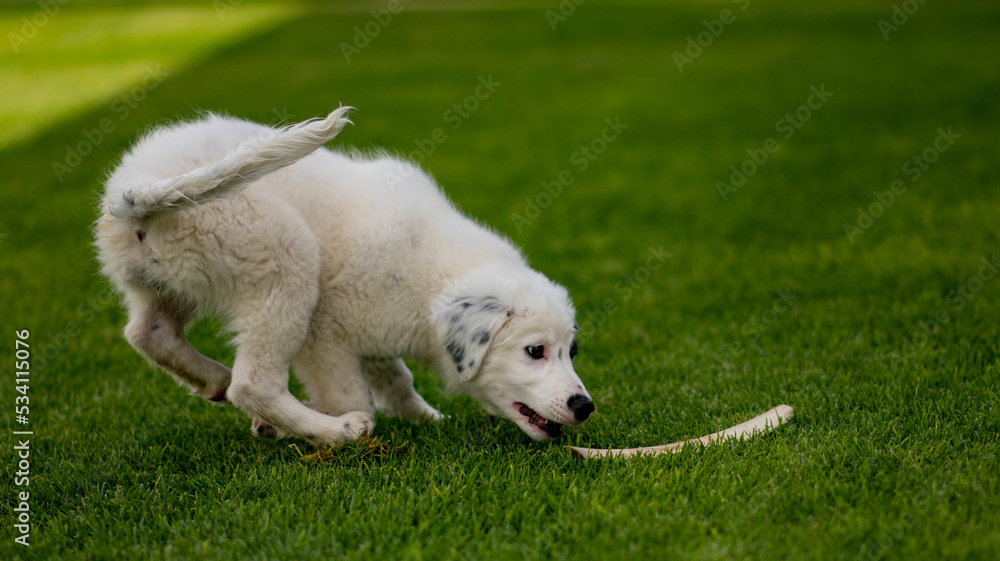 white dog on grass white dog on grass