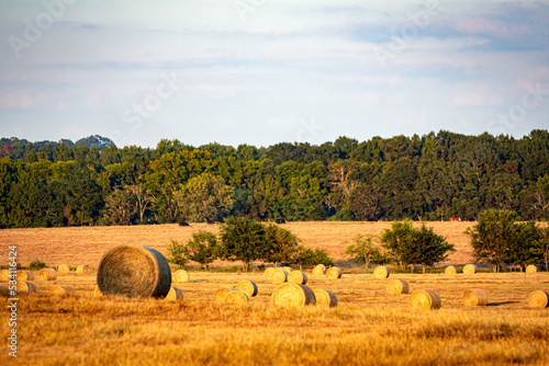 Round hay bales in a field with cattle in background.