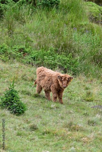 Freilaufende Highland Cow in den Highlands von Schottland, Jungtier, Kalb