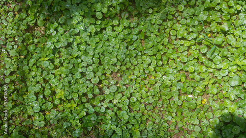 Raindrops on leaves or natural grass blades with copy space beautiful on the lawn.