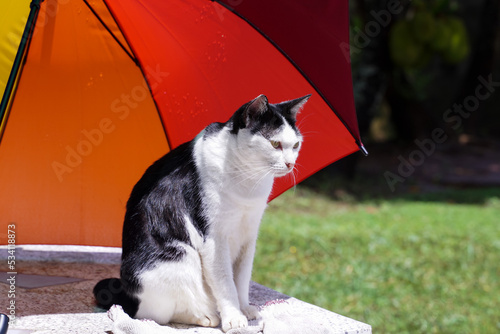 Black and white cat sitting on a table under colorful umbrellas after the rain.