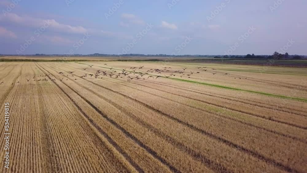 Aerial view of a large flock of bean goose (Anser serrirostris) taking up in the air, yellow agricultural field, sunny autumn day, autumn bird migration, wide angle drone shot moving forward Aerial view of a large flock of bean goose (Anser serrirostris) taking up in the air, yellow agricultural field, sunny autumn day, autumn bird migration, wide angle drone shot moving forward