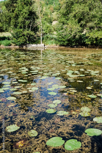 Une multitude de n  nuphars et d algues sont    la surface de l   tang