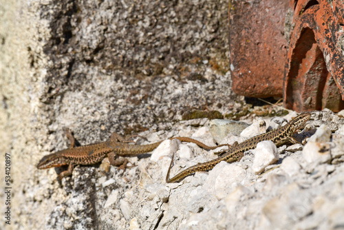 Erhard’s Wall Lizard // Ägäische Mauereidechse (Podarcis erhardii riveti) - Meteora, Greece photo