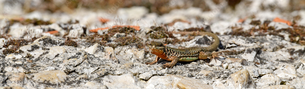 Erhard’s Wall Lizard  male // Ägäische Mauereidechse Männchen (Podarcis erhardii riveti) - Meteora, Greece