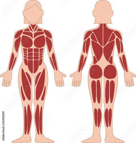 Muscles Chart Description Muscular Body woman.