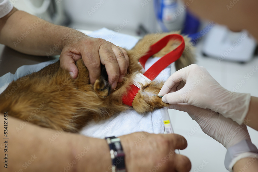 Veterinarian gives vaccine to small cat or takes blood test from paw