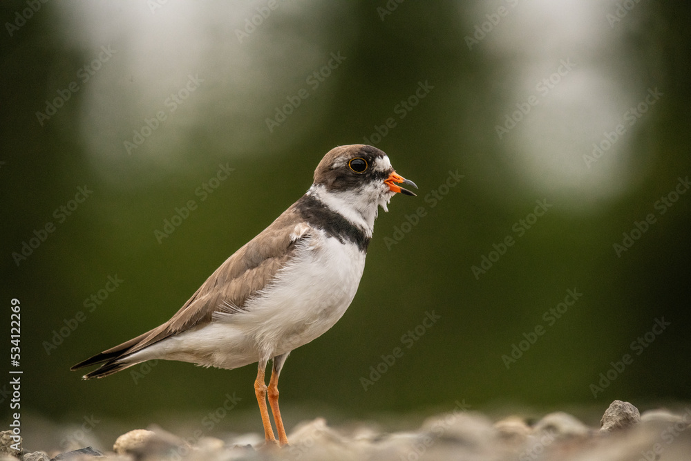 semi palmated plover semi palmated plover