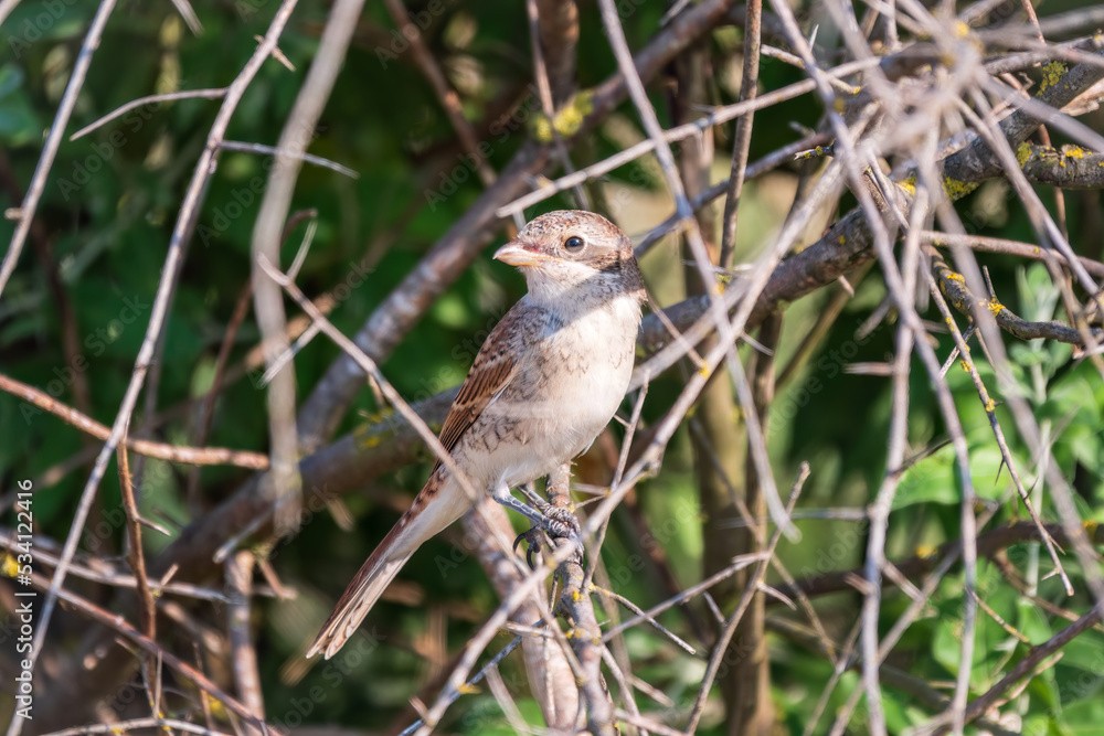 Juvenile Red-backed Shrike sitting on a tree branch.