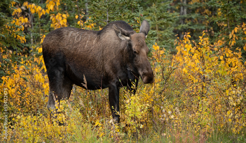 moose © Madeleine