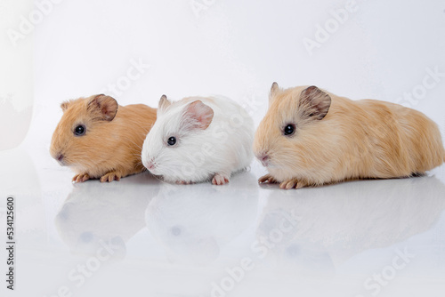 Three cute guinea pig brothers white background