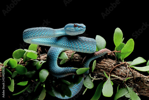 Blue viper snake on branch with black background, viper snake ready to attack