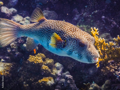 white spotted puffer fish hovering near the coral reef