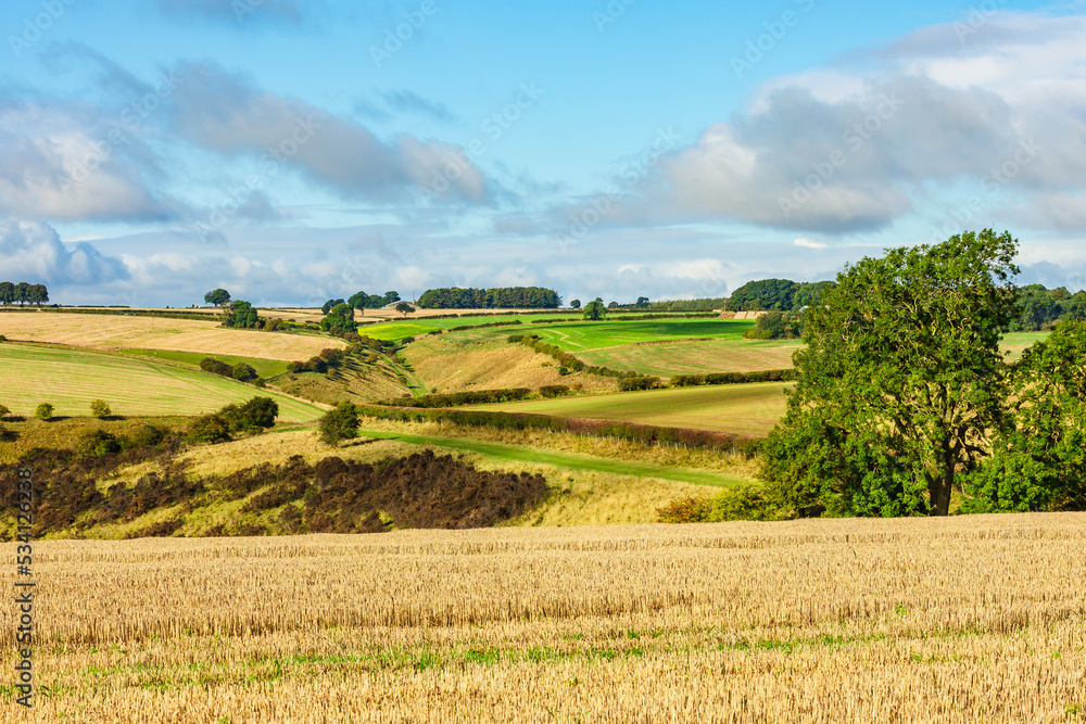 Harvest time in the Yorkshire Wolds, UK with golden cut corn fields, green fields, hay meadows, trees and public footpaths through the Wolds.  Horizontal. Copy space.