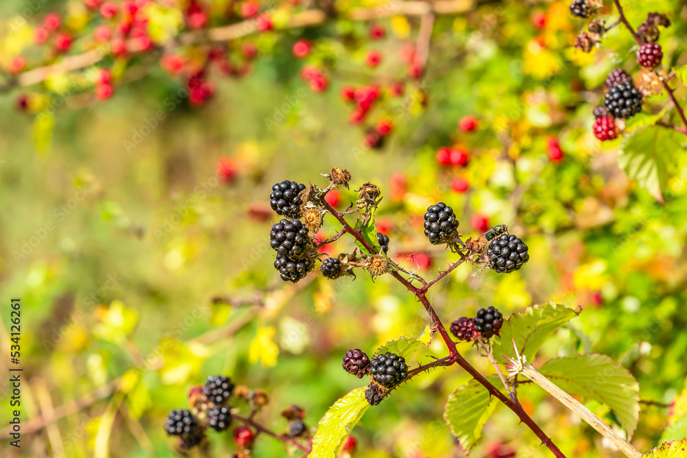 Selective focus of juicy, ripe blackberries in Autumn with a Greenbottle fly on one berry. Colourful, red hawthorn berries in the background. Horizontal. Copy space. Selective focus of juicy, ripe blackberries in Autumn with a Greenbottle fly on one berry. Colourful, red hawthorn berries in the background. Horizontal. Copy space.