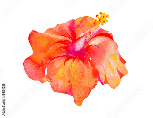 Colorful watercolor Hawaiian red orange hibiscus flower. Illustration isolated on white