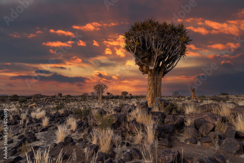 Desert landscape with with quiver trees (Aloe dichotoma), Northern Cape, South Africa
