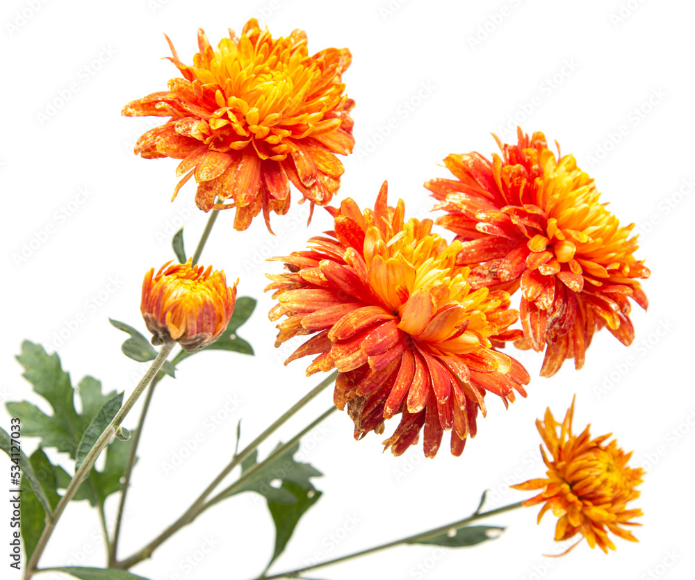 orange chrysanthemum flower isolated on white background orange chrysanthemum flower isolated on white background
