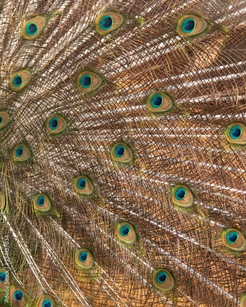 Obraz premium peacock tail feathers as background