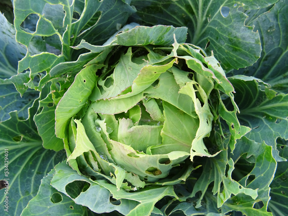 Fototapeta premium Loss of cabbage crop, plants damaged by caterpillars