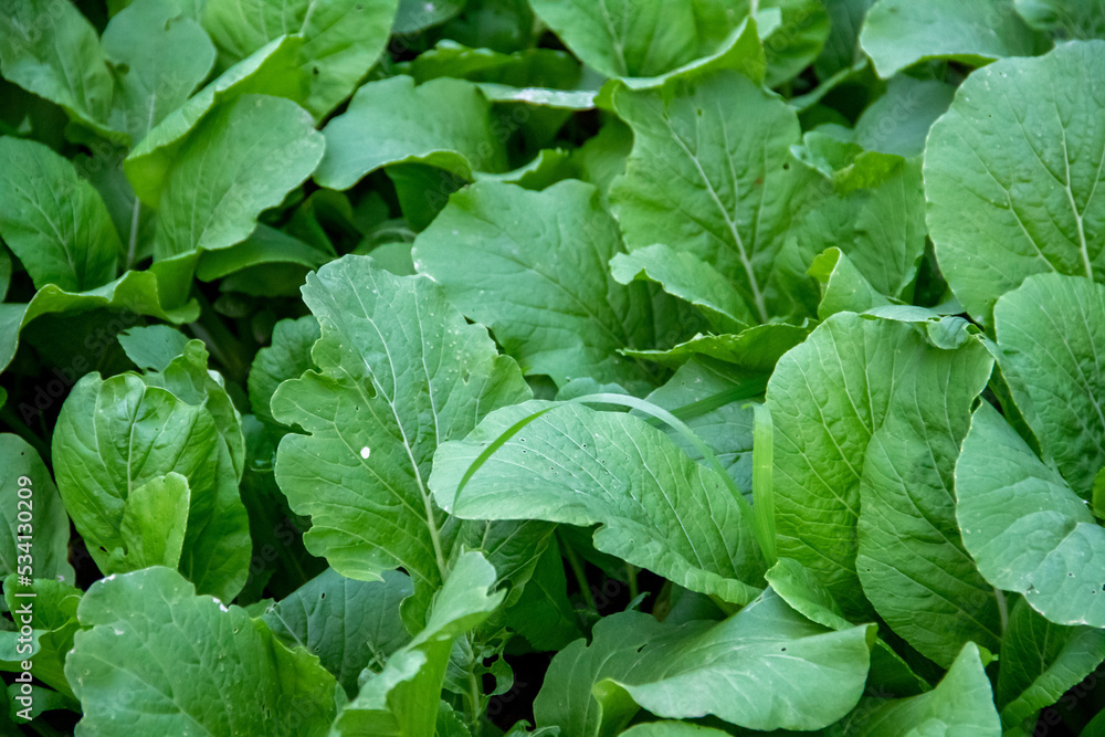 Small spinach plants that have just been planted in the plantation Small spinach plants that have just been planted in the plantation