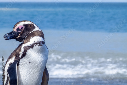 crooked and curious look of a Patagonian penguin with an expression of attention and curiosity,scientific name Spheniscus magellanicus, known as Magellanic penguin, family Spheniscidae photo