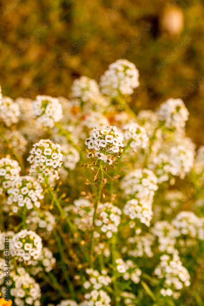 White Alyssum flowers in the autumn garden. White Alyssum flowers in the autumn garden.