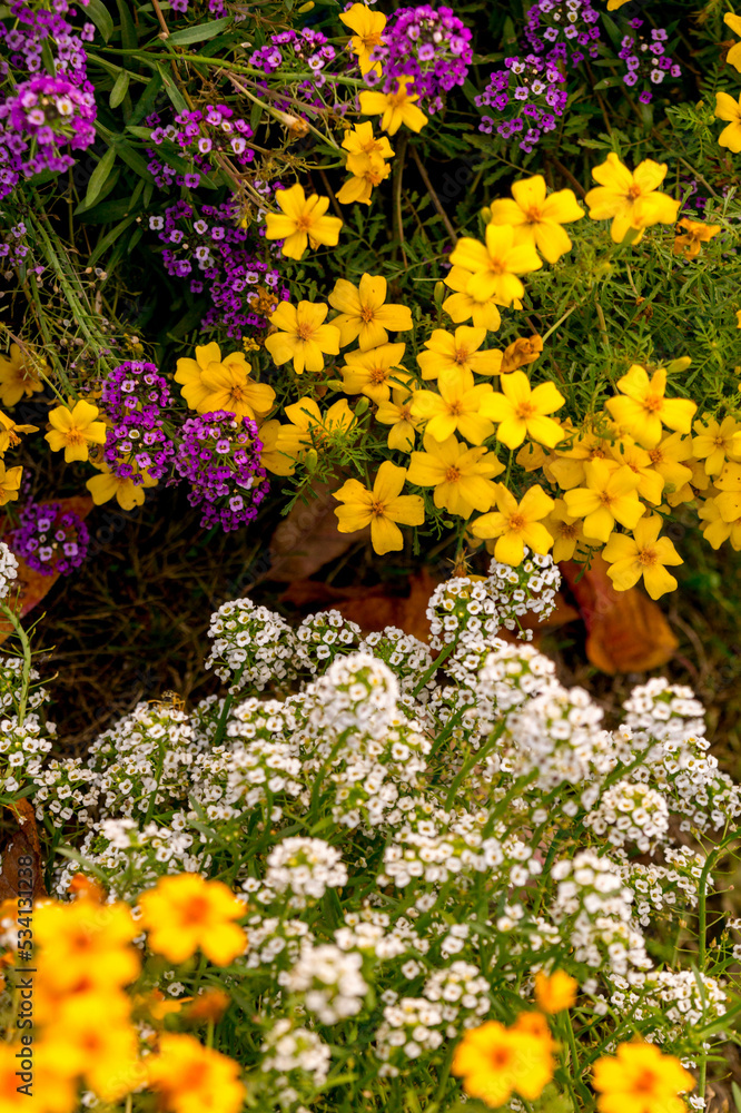 Colorful flowers in the autumn garden (alyssum, marigold).