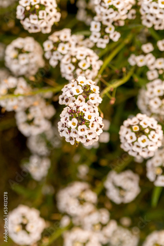 White Alyssum flowers in the autumn garden.