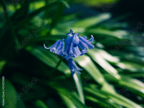 Hyacinthoides hispanica photo