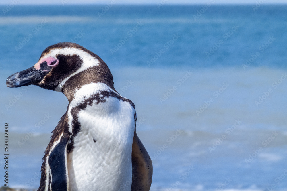 Fototapeta premium close view of a patagonian penguin squinting its eyes, well focused with an expression of rest or calm on a, scientific name Spheniscus magellanicus, known as Magellanic penguin, family Spheniscidae