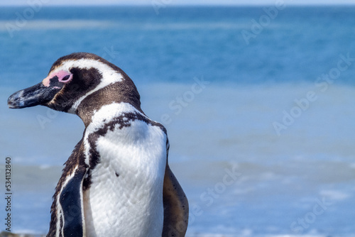 close view of a patagonian penguin squinting its eyes, well focused with an expression of rest or calm on a, scientific name Spheniscus magellanicus, known as Magellanic penguin, family Spheniscidae © exequiel