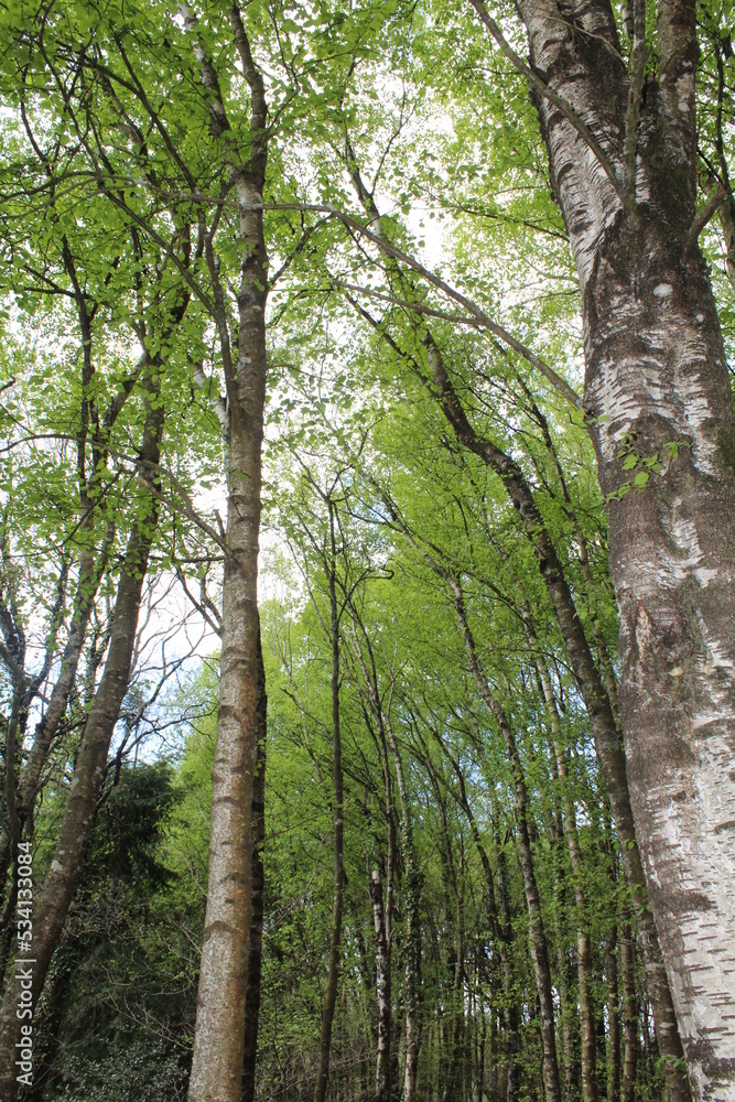 Naklejka premium foret de brocéliande