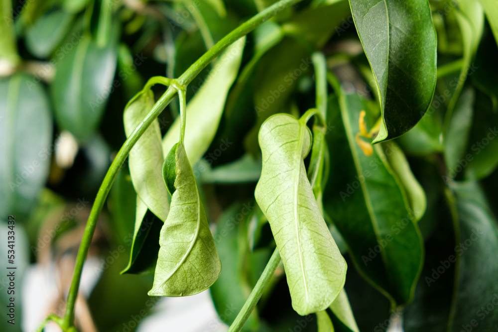 Withered jasmine leaves. Bad hoopoe for indoor plants, lack of watering Withered jasmine leaves. Bad hoopoe for indoor plants, lack of watering