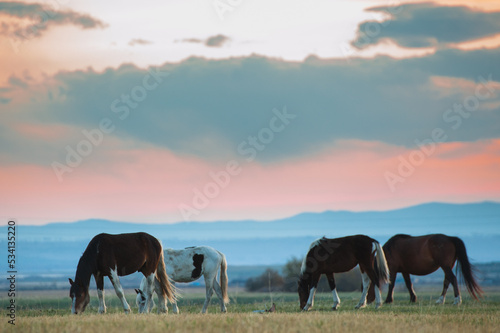 Beautiful bay horse herd grazes in the mountains at sunset