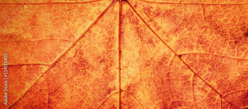 Closeup view of the orange maple leaf