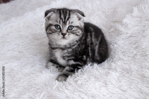 Scottish fold striped kitten