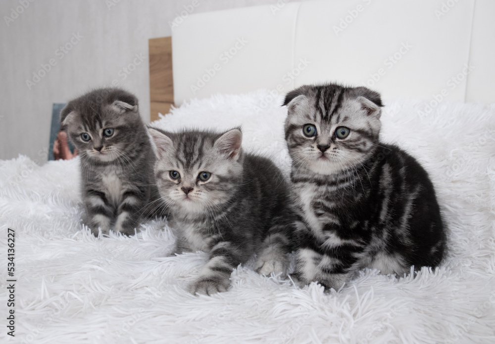 three Scottish straight-fold grey kittens on a bed