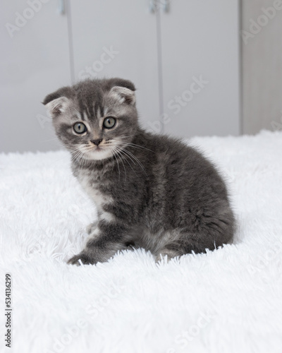 Scottish fold grey kitten