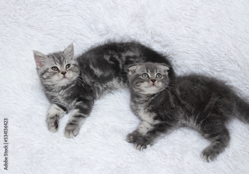 two Scottish straight grey kittens laying on a bed