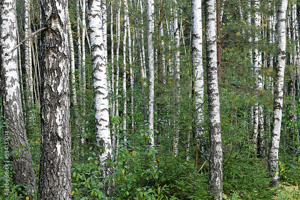 Fototapeta premium Birch forest with undergrowth, birch trunks.