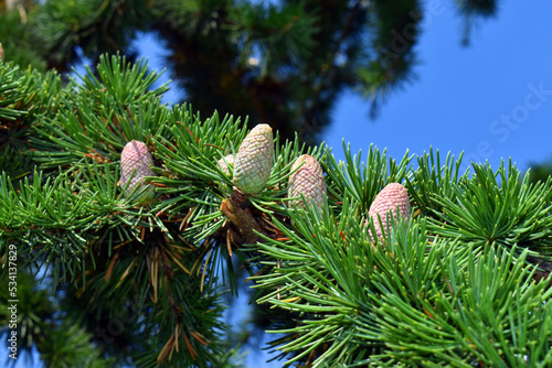 A cedar (Cedrus libani) showing its leaves and female cones. Arboretum of the University of the Basque Country. Leioa. Spain photo