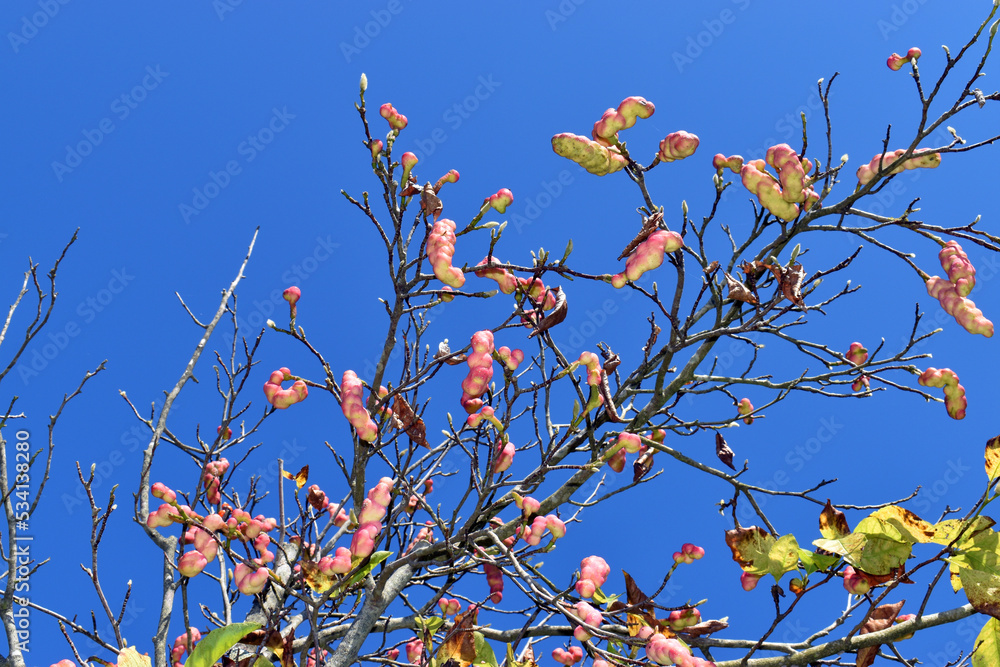 Magnolia fruits Magnolia kobus