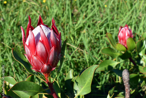 Protea cynaroides is an ornamental shrub used in landscaping photo