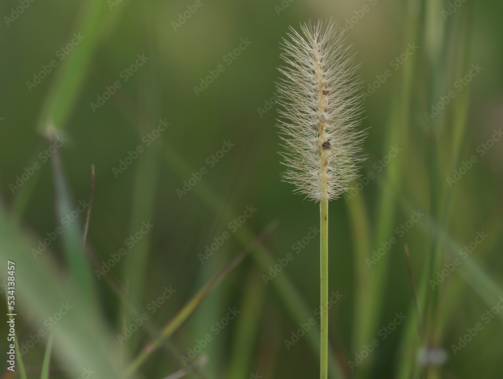 Single foxtail grass in the garden, in nature. Dry grass isolated on green color background. Beautiful foxtail grass field closeup. Single foxtail grass in the garden, in nature. Dry grass isolated on green color background. Beautiful foxtail grass field closeup.