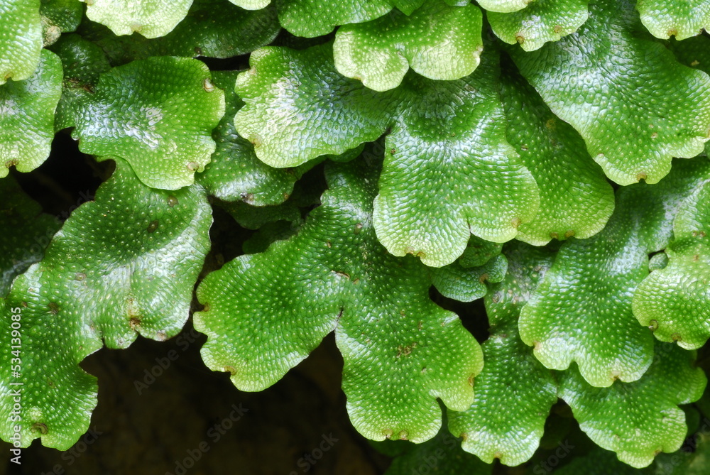 Detail of the leaves of the liverwort Conocephalum conicum Stock Photo
