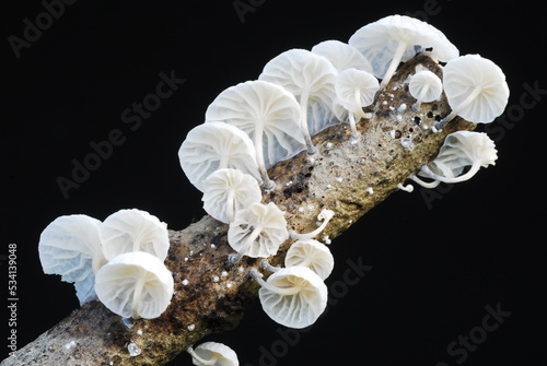 The fungus Marasmiellus candidus photo